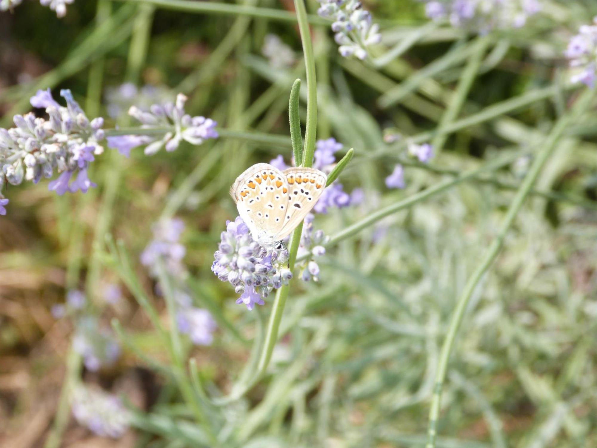 Gite Le Cherche Midi Gaillac Exterior foto